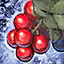 Fresh_Winterberry.png